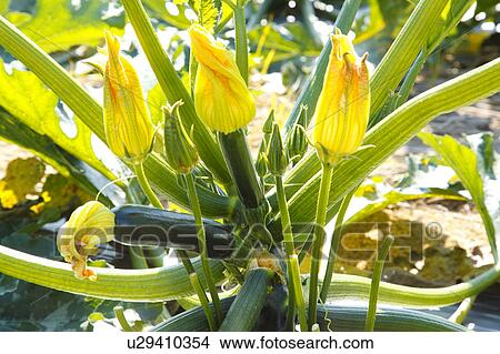 Picture - Zucchini in Bloom. Fotosearch