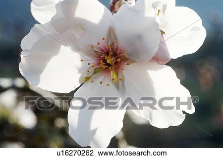 Almond blossom View Large Photo Image Stock Image - Almond blossom. Fotosearch