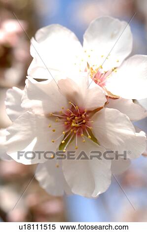 Stock Photography - Almond blossom. Fotosearch