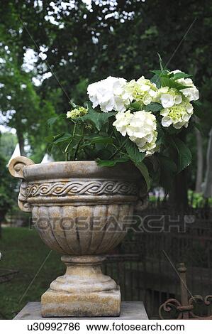 Amphora with Hydrangea View Large Photo Image Stock Photograph - Amphora with Hydrangea. Fotosearch