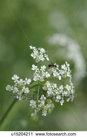 Ant on white blossom View Large Photo Image Stock Image - Ant on white blossom. Fotosearch