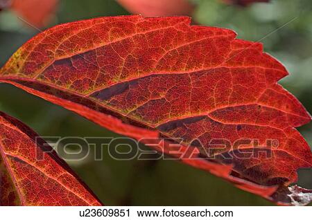 Autumn leaf View Large Photo Image Stock Image - Autumn leaf. Fotosearch