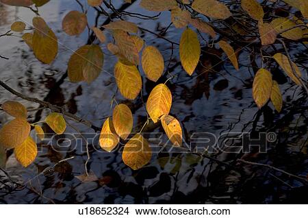 Autumn leaves above water View Large Photo Image Picture - Autumn leaves above water. Fotosearch