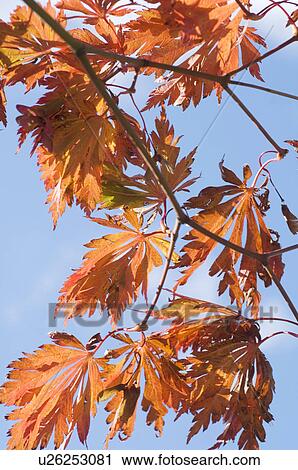 Autumn leaves View Large Photo Image Stock Image - Autumn leaves. Fotosearch