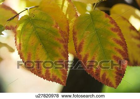Stock Photo - Autumn leaves. Fotosearch