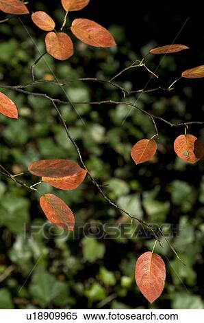 Stock Photography - Autumn leaves. Fotosearch