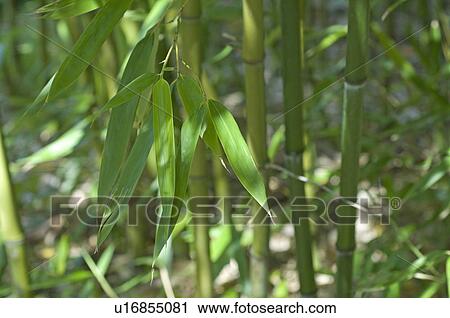 Bamboo leaves and canes View Large Photo Image Stock Image - Bamboo leaves and canes. Fotosearch