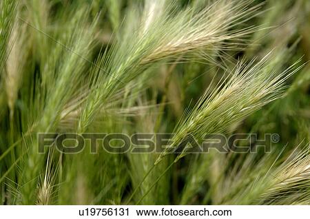 Barley in field View Large Photo Image Stock Image - Barley in field. Fotosearch