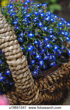 Stock Image - Basket with flowers. Fotosearch