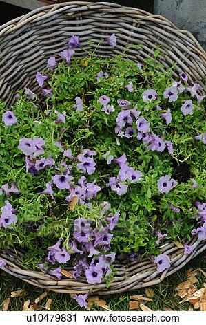 Basket with petunias View Large Photo Image Stock Image - Basket with petunias. Fotosearch