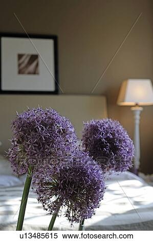 Bedroom with ornamental Allium View Large Photo Image Stock Photography - Bedroom with ornamental Allium. Fotosearch
