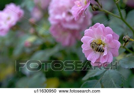 Stock Image - Bee on a blossom. Fotosearch