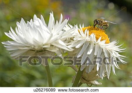 Stock Photo - Bee on a strawflower blossom. Fotosearch