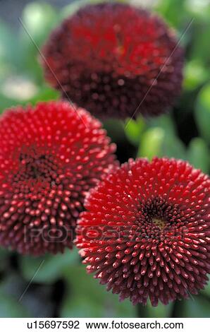 Bellis perennis Rob Roy View Large Photo Image Stock Image - Bellis perennis Rob Roy. Fotosearch
