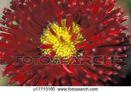 Bellis perennis Rob Roy View Large Photo Image Stock Image - Bellis perennis Rob Roy. Fotosearch