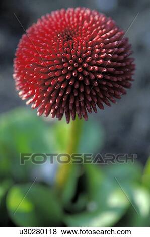 Stock Photo - Bellis perennis Rob Roy. Fotosearch