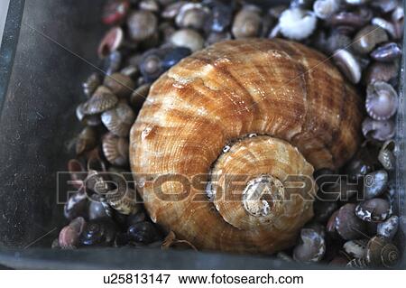 Stock Photo - Big sea shell surrounded by small mussels. Fotosearch