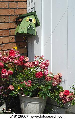 Stock Photo - Birdhouse and roses at house entrance. Fotosearch