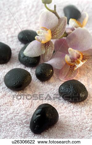 Stock Image - Black stones and orchid blossoms. Fotosearch