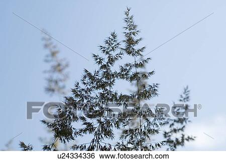 Stock Photograph - Blade of grass with blue sky. Fotosearch