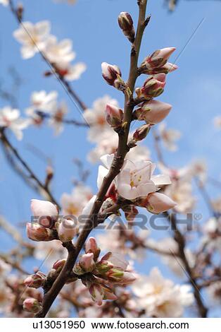 Blooming almond tree View Large Photo Image Stock Image - Blooming almond tree. Fotosearch