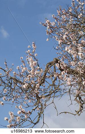 Blooming almond tree View Large Photo Image Stock Image - Blooming almond tree. Fotosearch