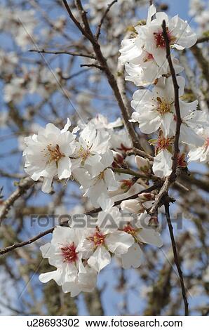 Stock Image - Blooming almond tree. Fotosearch