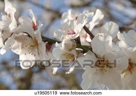 Blooming almond tree View Large Photo Image Stock Photo - Blooming almond tree. Fotosearch