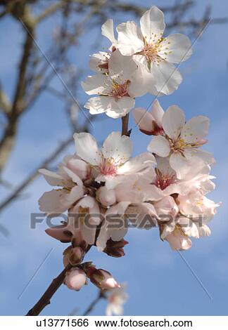 Stock Photograph - Blooming almond tree. Fotosearch