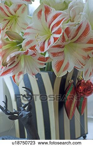 Stock Image - Blooming Amaryllis and Christmas decoration. Fotosearch