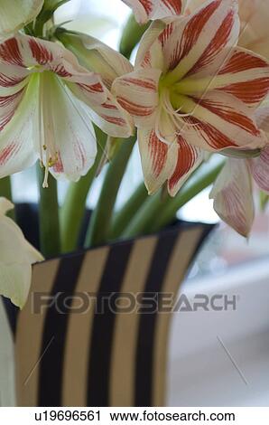 Stock Image - Blooming Amaryllis. Fotosearch