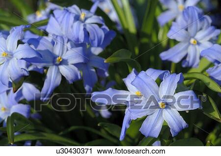 Stock Image - Blooming blue flowers. Fotosearch