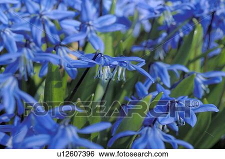 Blooming blue flowers View Large Photo Image Stock Photograph - Blooming blue flowers. Fotosearch