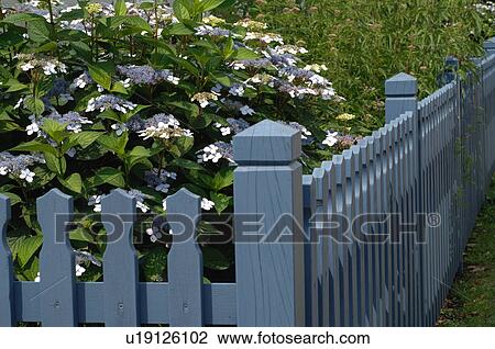 Stock Image - Blooming bush at garden fence. Fotosearch