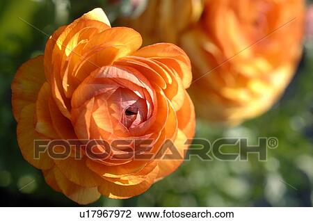 Stock Image - Blooming buttercup. Fotosearch