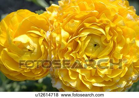 Stock Photo - Blooming buttercup. Fotosearch