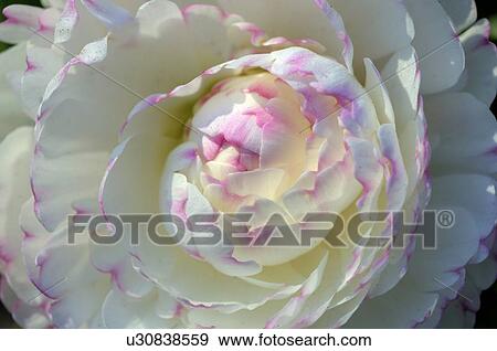 Stock Photo - Blooming buttercup. Fotosearch