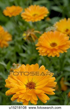 Blooming Calendula View Large Photo Image Stock Photo - Blooming Calendula. Fotosearch