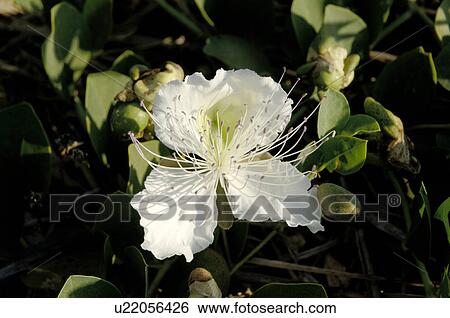 Stock Photograph - Blooming caper bush. Fotosearch