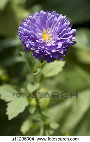 Picture - Blooming China Aster. Fotosearch
