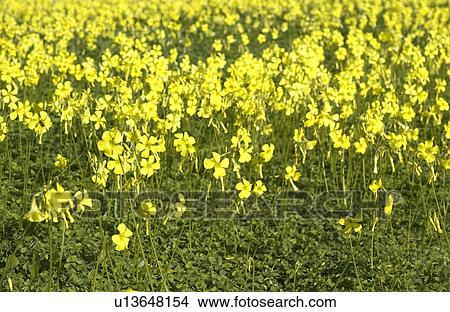 Blooming clover field View Large Photo Image Picture - Blooming clover field. Fotosearch
