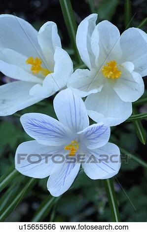 Stock Photograph - Blooming Crocus. Fotosearch