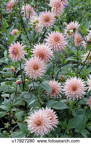 Stock Image - Blooming dahlia in garden. Fotosearch
