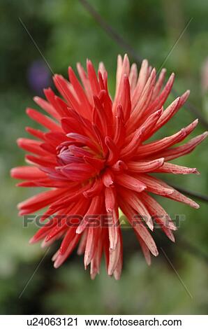 Blooming dahlia View Large Photo Image Stock Image - Blooming dahlia. Fotosearch