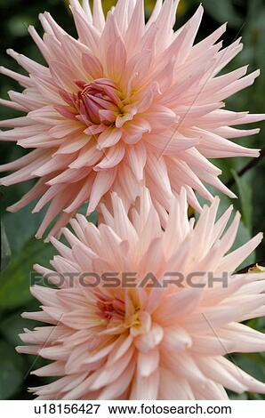 Stock Photo - Blooming dahlia. Fotosearch