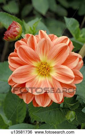 Stock Photograph - Blooming dahlia. Fotosearch