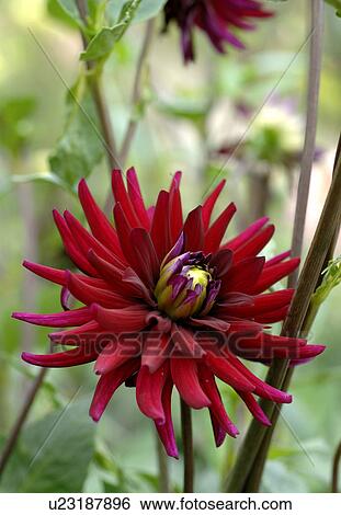 Stock Photograph - Blooming dahlia. Fotosearch