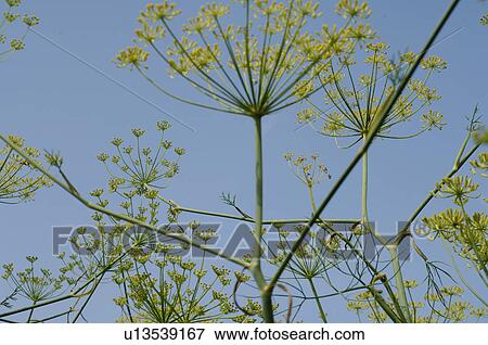 Blooming fennel View Large Photo Image Stock Photo - Blooming fennel. Fotosearch