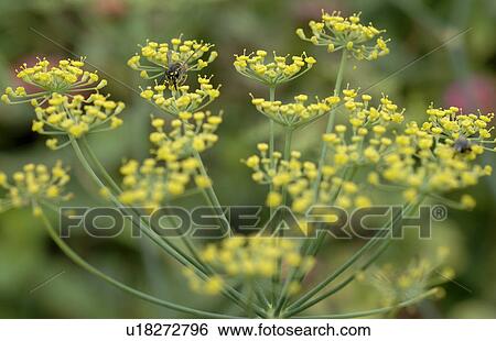Blooming fennel View Large Photo Image Stock Photograph - Blooming fennel. Fotosearch