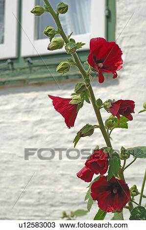 Blooming flower at a house View Large Photo Image Stock Image - Blooming flower at a house. Fotosearch